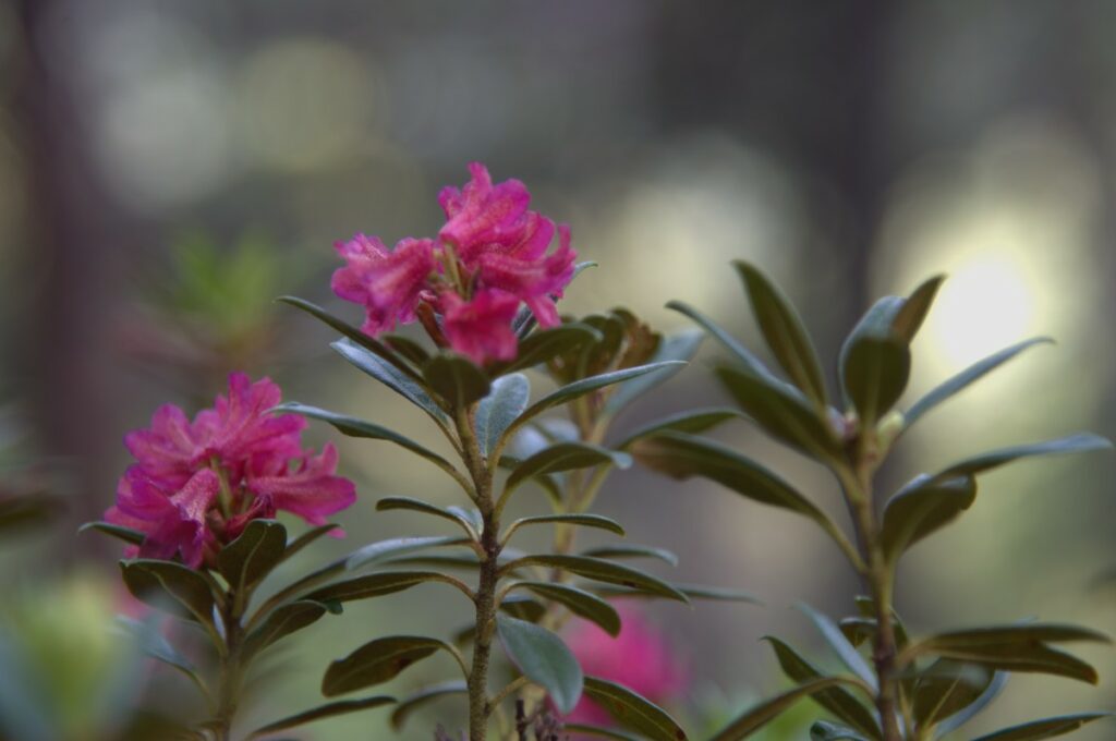 57+ Gartenanlagen Aus Alpenrosen, Die besten tipps zu blütezeit,